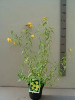 Ranonkelstruik (Kerria Japonica 'Pleniflora') -OL Planten Winkel 20130120142800 25 4