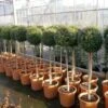 Liguster Op Stam (Ligustrum Delavayanum) -OL Planten Winkel 20130120143604 4
