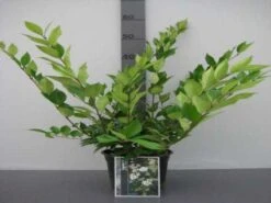 Liguster (Ligustrum Japonicum 'Texanum') -OL Planten Winkel 20130120144123 7 1