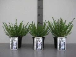 Prostanthera (Prostanthera Cuneata) 13 Prostanthera (Prostanthera Cuneata) -OL Planten Winkel 20130120155913 1