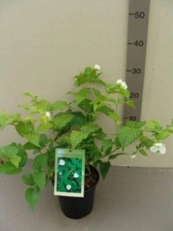 Schijnkerria (Rhodotypos Scandens) -OL Planten Winkel 20130120160447 1