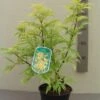 Vlier (Sambucus Racemosa 'Plumosa Aurea') -OL Planten Winkel 20130120160944 6 3 3