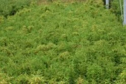 Niet Woekerende Bamboe (Fargesia Robusta) -OL Planten Winkel 20130121115059 5