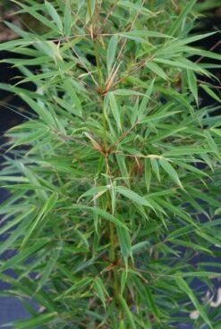 Niet Woekerende Bamboe (Fargesia Robusta) -OL Planten Winkel 20130121115155 5