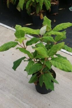 Fluweelhortensia (Hydrangea Aspera 'Macrophylla') -OL Planten Winkel 20130121123911 6 1