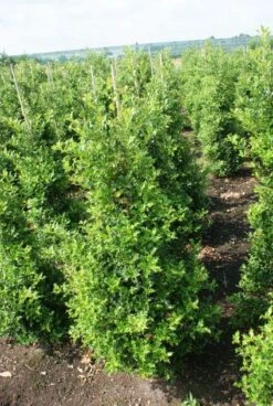 Hulst (Ilex Aquifolium 'Silver Queen') -OL Planten Winkel 20130121124351 11