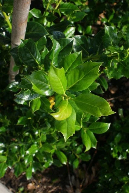 Hulst (Ilex Aquifolium J.C. Van Tol) 6 Hulst (Ilex Aquifolium J.C. Van Tol) - Afbeelding 4