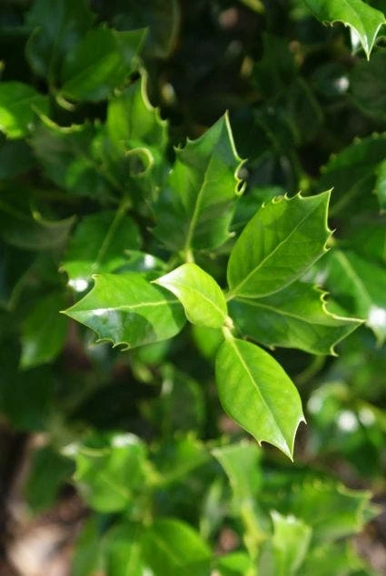 Hulst (Ilex Aquifolium J.C. Van Tol) 7 Hulst (Ilex Aquifolium J.C. Van Tol) - Afbeelding 5