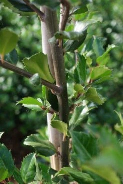 Blauwe Hulst (Ilex Meserveae 'Blue Prince') -OL Planten Winkel 20130121125422 10 1