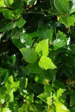 Blauwe Hulst (Ilex Meserveae 'Blue Prince') -OL Planten Winkel 20130121125453 10 1
