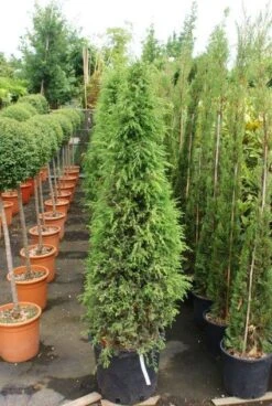 Jeneverbes (Juniperus Communis 'Hibernica') -OL Planten Winkel 20130121125813 7 1