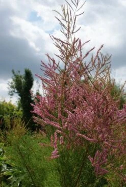 Tamarisk (Tamarix Ramosissima) -OL Planten Winkel 20130121132321 3