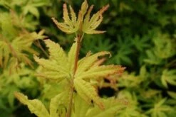 Japanse Esdoorn (Acer Palmatum 'Orange Dream') -OL Planten Winkel 20130121134107 4 1