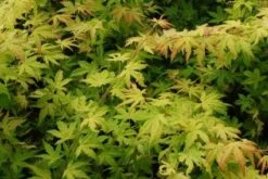 Japanse Esdoorn (Acer Palmatum 'Orange Dream') -OL Planten Winkel 20130121134146 4