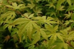 Japanse Esdoorn (Acer Palmatum 'Orange Dream') -OL Planten Winkel 20130121134212 4