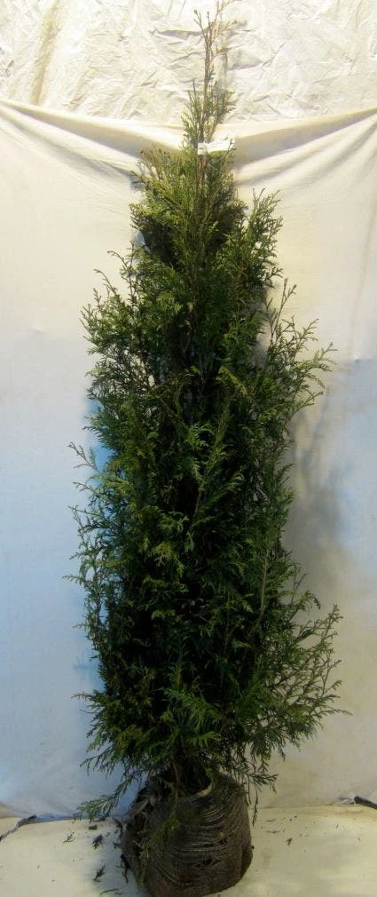 Levensboom (Thuja Plicata 'Martin') 8 Levensboom (Thuja Plicata 'Martin') - Afbeelding 6