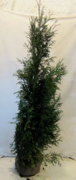 Levensboom (Thuja Plicata 'Martin') 22 Levensboom (Thuja Plicata 'Martin') -OL Planten Winkel 20130122151951 8 1