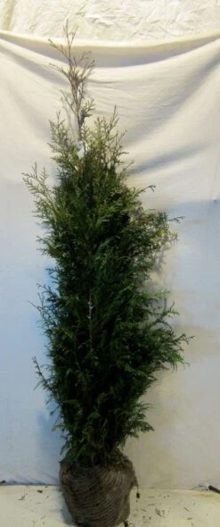 Levensboom (Thuja Plicata 'Martin') -OL Planten Winkel 20130122152217 8 2