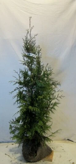 Levensboom (Thuja Plicata 'Martin') 20 Levensboom (Thuja Plicata 'Martin') -OL Planten Winkel 20130122153123 8 1