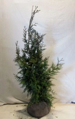 Levensboom (Thuja Plicata 'Martin') -OL Planten Winkel 20130122153141 8 2