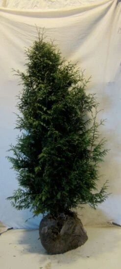 Levensboom (Thuja Plicata 'Gelderland') -OL Planten Winkel 20130122154554 8