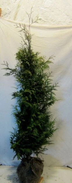 Reuzenlevensboom (Thuja Plicata 'Excelsa') -OL Planten Winkel 20130122155321 9