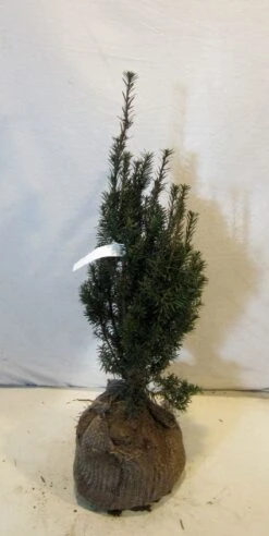 Taxus (Taxus Media 'Hicksii') -OL Planten Winkel 20130122162813 12 2