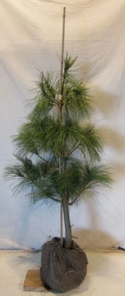 Treurden (Pinus Wallichiana) -OL Planten Winkel 20130125134019 14