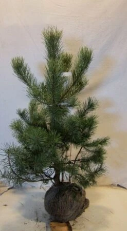 Grove Den, Solitair (Pinus Sylvestris) -OL Planten Winkel 20130125134849 18