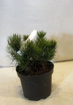 Bergden (Pinus Mugo Mughus) -OL Planten Winkel 20130125135845 13