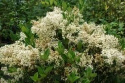 Texaanse Liguster/Liguster (Ligustrum Texanum 'Silver Star') -OL Planten Winkel 20130125154606 4