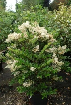 Texaanse Liguster/Liguster (Ligustrum Texanum 'Silver Star') -OL Planten Winkel 20130125154621 4