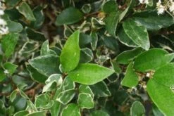 Texaanse Liguster/Liguster (Ligustrum Texanum 'Silver Star') -OL Planten Winkel 20130125154645 4