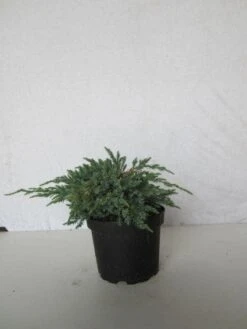 Jeneverbes (Juniperus Squamata 'Blue Carpet') -OL Planten Winkel 20130125154733 4