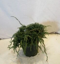 Jeneverbes (Juniperus Squamata 'Blue Carpet') -OL Planten Winkel 20130125154745 4