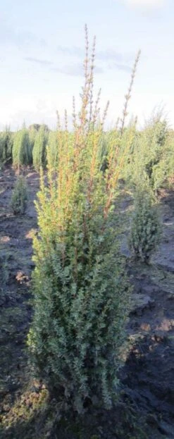 Jeneverbes (Juniperus Communis 'Arnold') -OL Planten Winkel 20130125155946 3 1