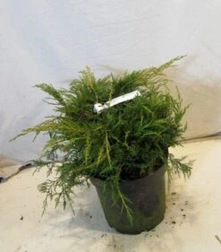 Jeneverbes (Juniperus Media 'Pfitzeriana Aurea') -OL Planten Winkel 20130125160446 4 1