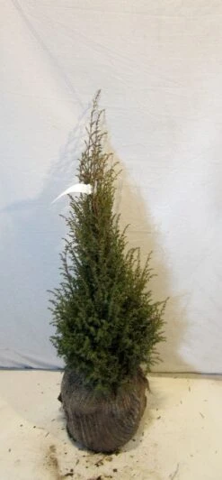 Jeneverbes (Juniperus Communis 'Hibernica') -OL Planten Winkel 20130125161445 7