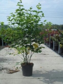 Japanse Slangehuidesdoorn (Acer Rufinerve) -OL Planten Winkel 20130214095426 11