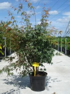 Japanse Esdoorn (Acer Palmatum) -OL Planten Winkel 20130214095740 11