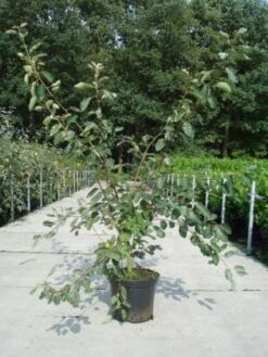 Krentenboom Als Struik (Amelanchier Lamarckii) 14 Krentenboom Als Struik (Amelanchier Lamarckii) -OL Planten Winkel 20130214100736 13