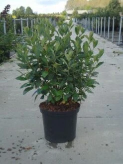 Appelbes (Aronia Melanocarpa) -OL Planten Winkel 20130214100812 8 4 4