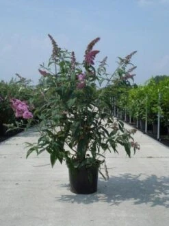Vlinderstruik (Buddleja Davidii 'Black Knight') 17 Vlinderstruik (Buddleja Davidii 'Black Knight') -OL Planten Winkel 20130214101325 5