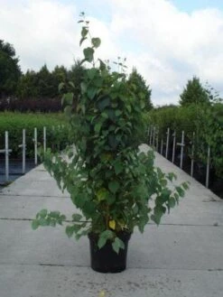 Katsoera Als Struik (Cercidiphyllum Japonicum) -OL Planten Winkel 20130214102521 14 7 7