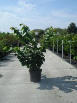 Chinese Judasboom (Cercis Chinensis 'Avondale') -OL Planten Winkel 20130214102822 5