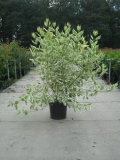 Bonte Kornoelje (Cornus Alba 'Elegantissima') -OL Planten Winkel 20130214103242 3