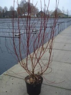 Bonte Kornoelje (Cornus Alba 'Elegantissima') -OL Planten Winkel 20130214103250 3