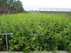 Kornoelje (Cornus Alba 'Sibirica') -OL Planten Winkel 20130214103528 6 1