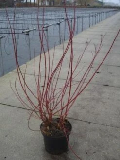 Kornoelje (Cornus Alba 'Sibirica') -OL Planten Winkel 20130214103537 6
