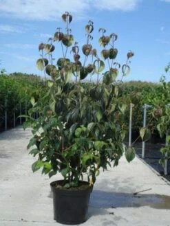 Kornoelje (Cornus Kousa 'China Girl') -OL Planten Winkel 20130214104328 8 1